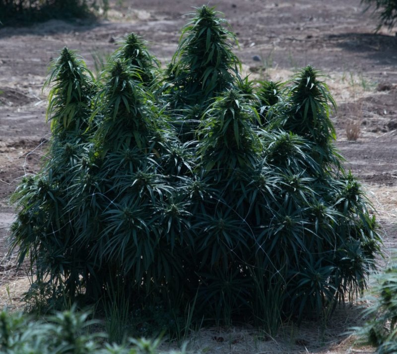 Landrace strain Cannabis Seeds
