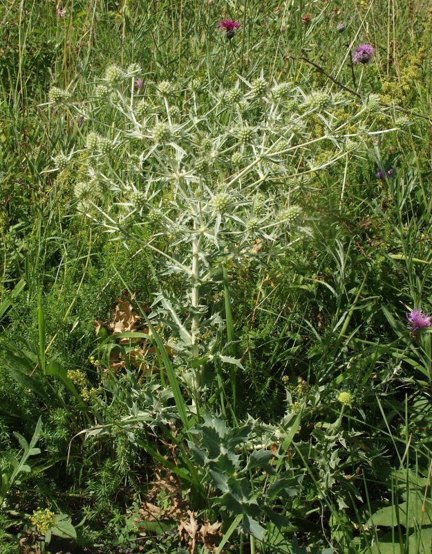 Eryngium Campestre
