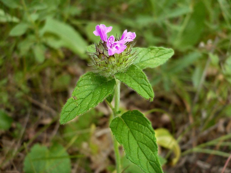 Пахучка обыкновенная (Clinopodium vulgare)