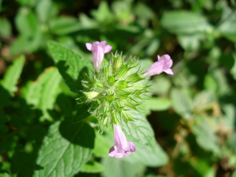 Пахучка обыкновенная (Clinopodium vulgare l. )