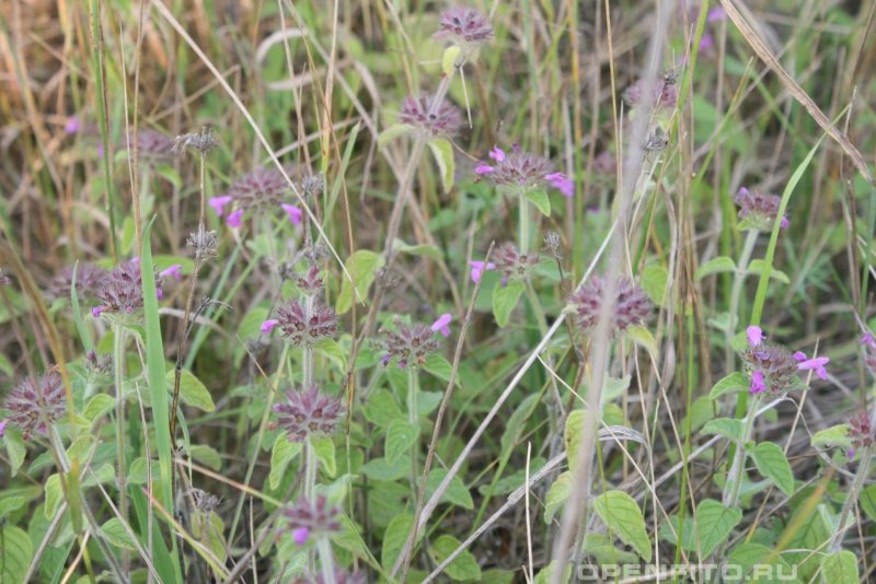 Пахучка обыкновенная (Clinopodium vulgare)