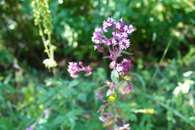 Betonica officinalis корни