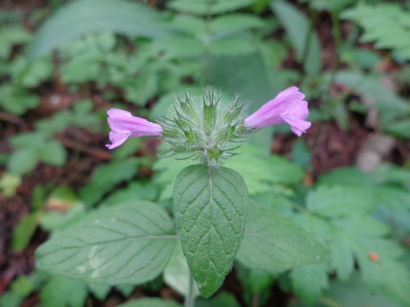 Пахучка обыкновенная (Clinopodium vulgare)