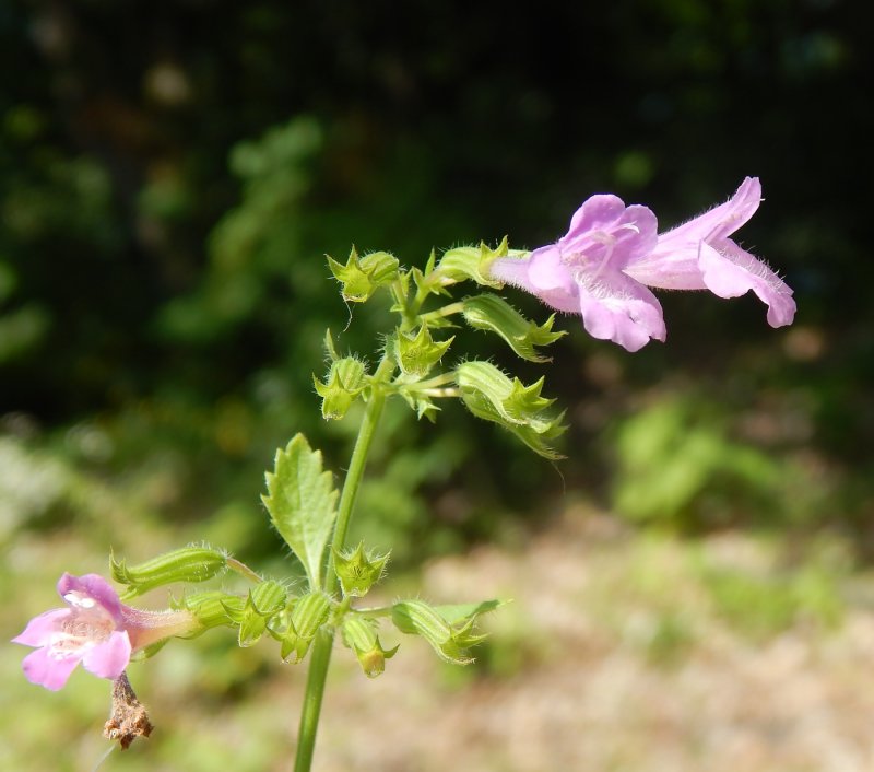 Clinopodium polycephalum