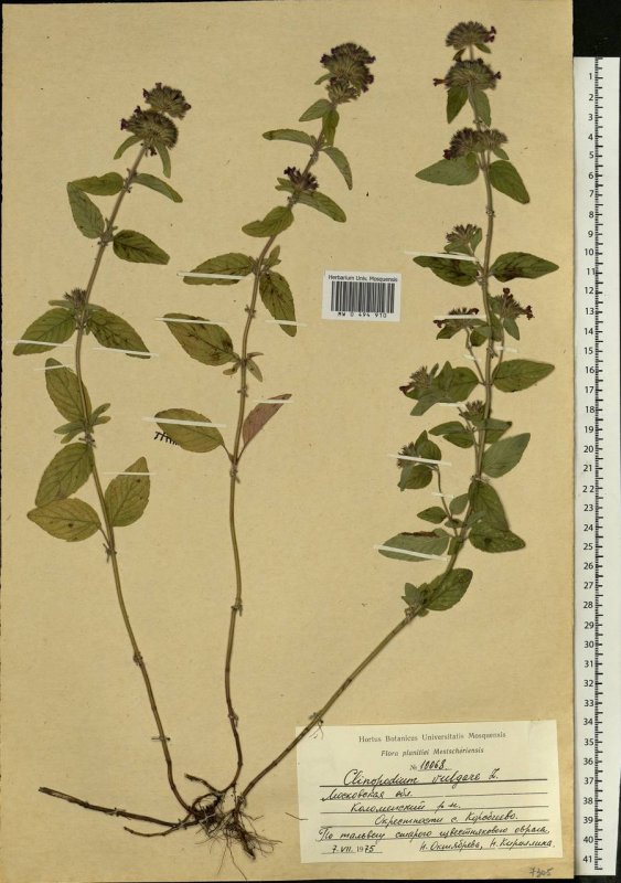 Linaria maroccana
