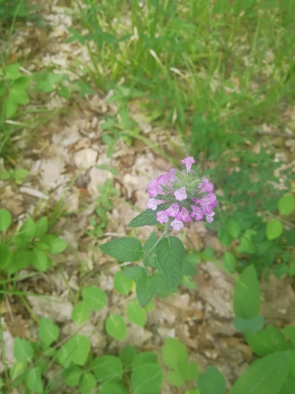 Гербарий Clinopodium vulgare