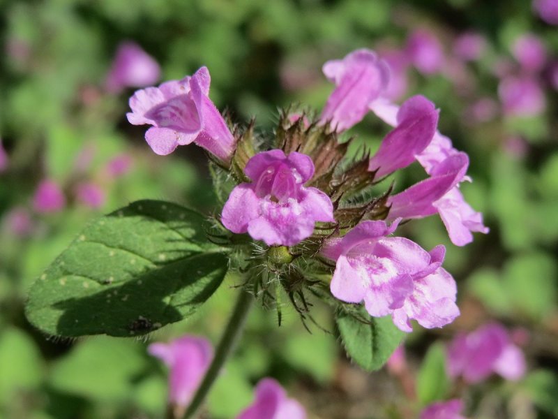 Пахучка обыкновенная (Clinopodium vulgare)