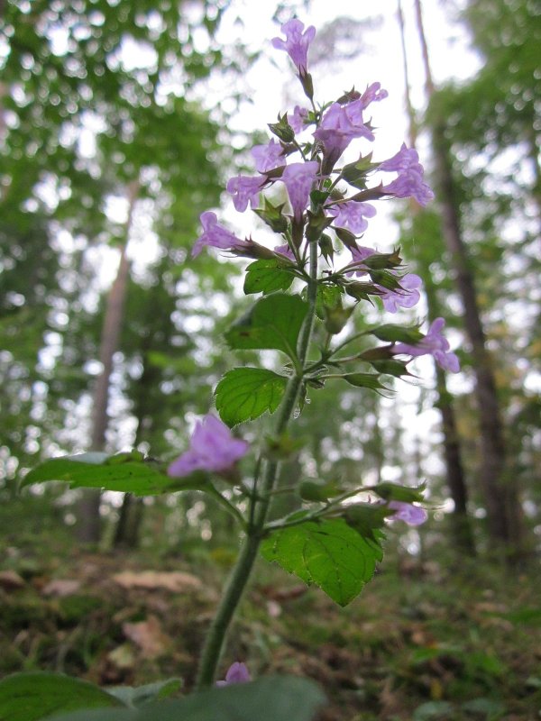 Clinopodium creticum растение