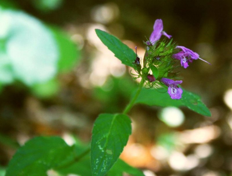 Clinopodium menthifolium