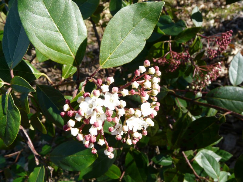Viburnum Калина лавролистная
