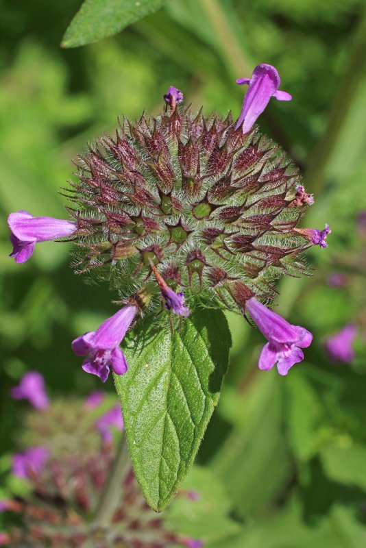 Clinopodium polycephalum