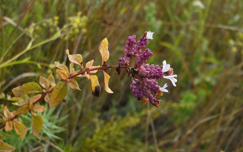 Clinopodium vulgare рисунок