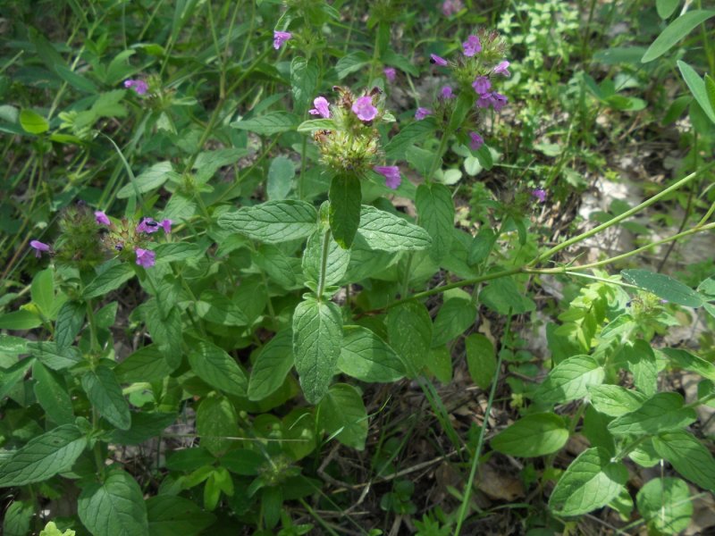 Clinopodium menthifolium