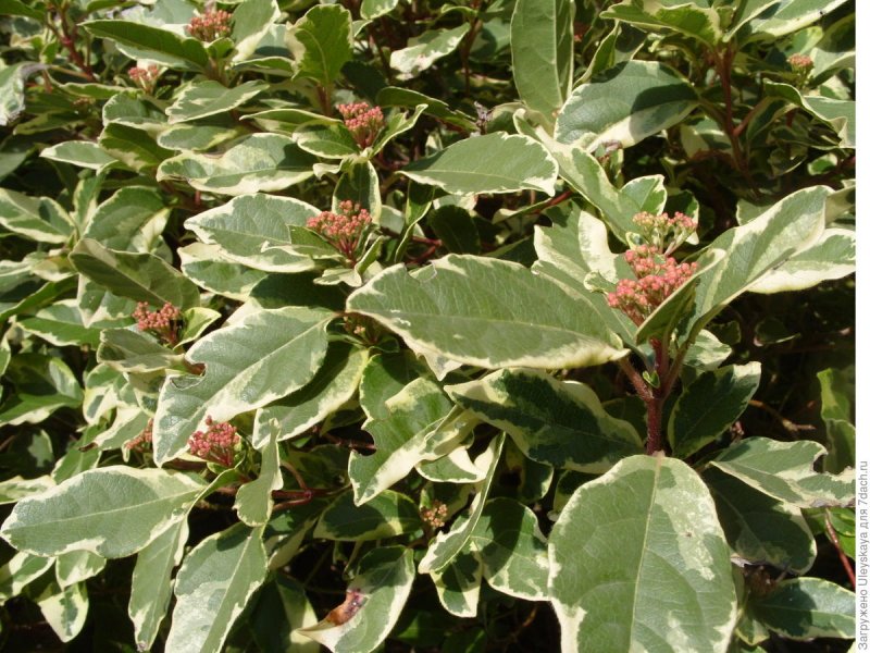 Viburnum Tinus variegatum