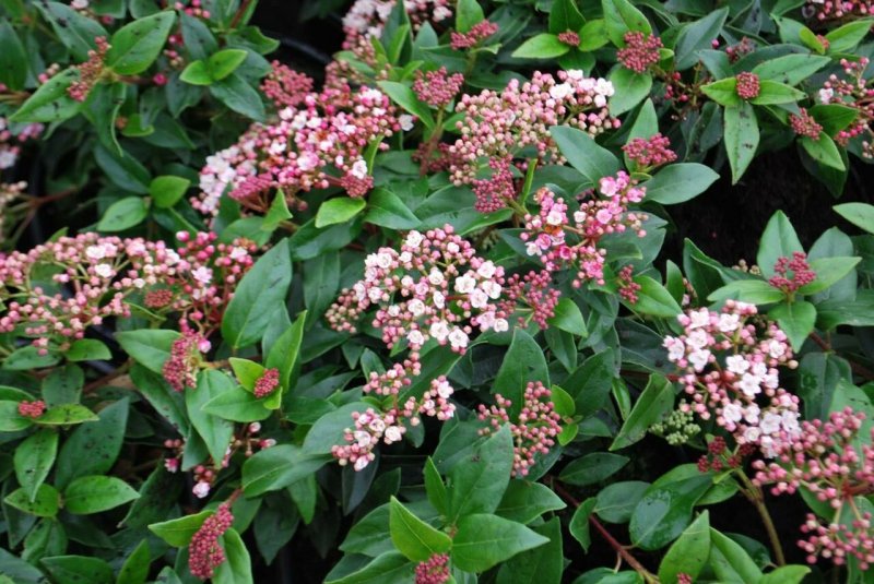 Калина вечнозеленая – Viburnum Tinus l.