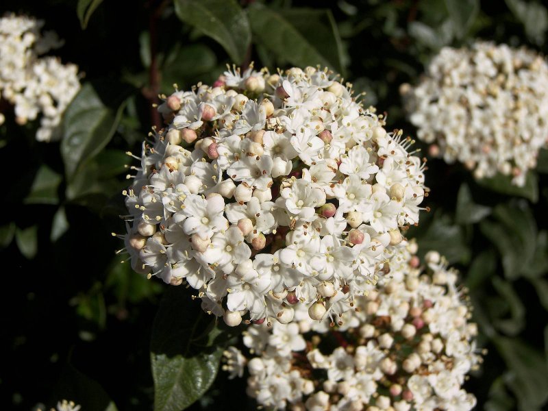 Калина лавролистная Viburnum Tinus
