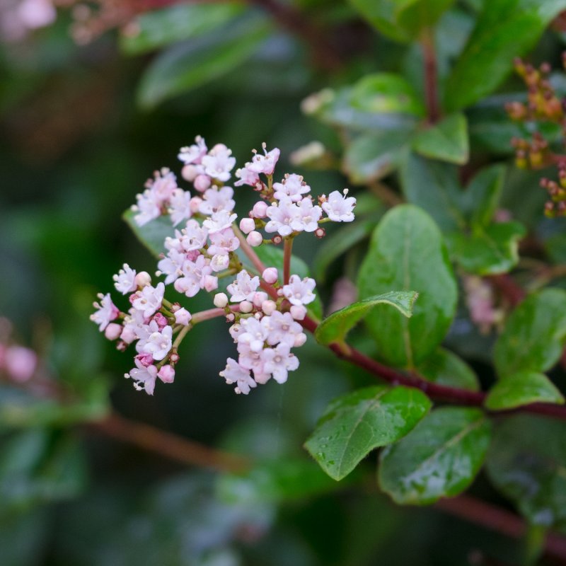 Калина лавролистная (Viburnum Tinus Gwenllian p9)