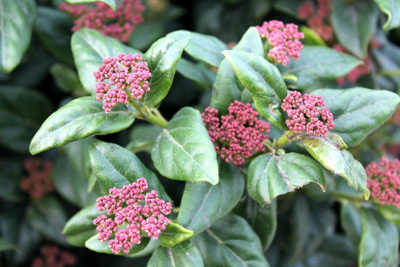 Viburnum Tinus