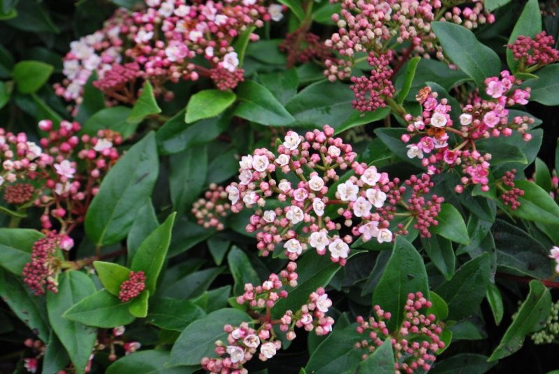 Калина лавролистная Viburnum Tinus
