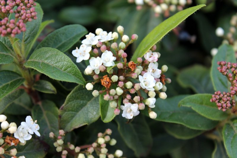 Viburnum Tinus 'Gwenllian'