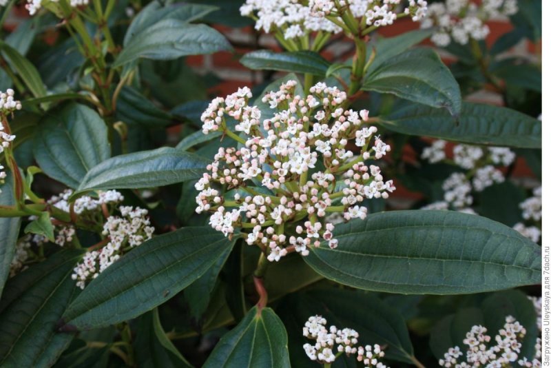 Viburnum sieboldii