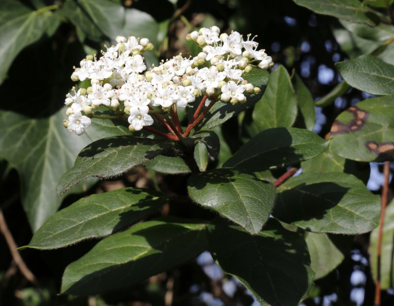 Viburnum plantarium