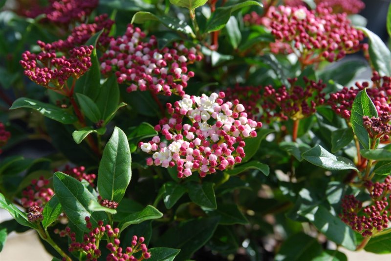Viburnum Tinus 'Gwenllian'