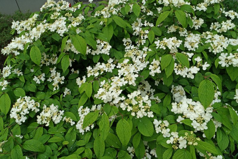 Калина вильчатая (viburnumfurcatum).