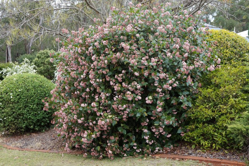 Viburnum Tinus