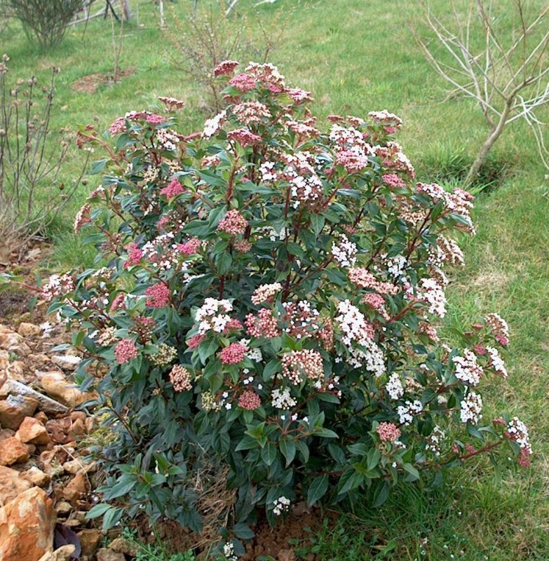 Калина лавролистная Viburnum Tinus
