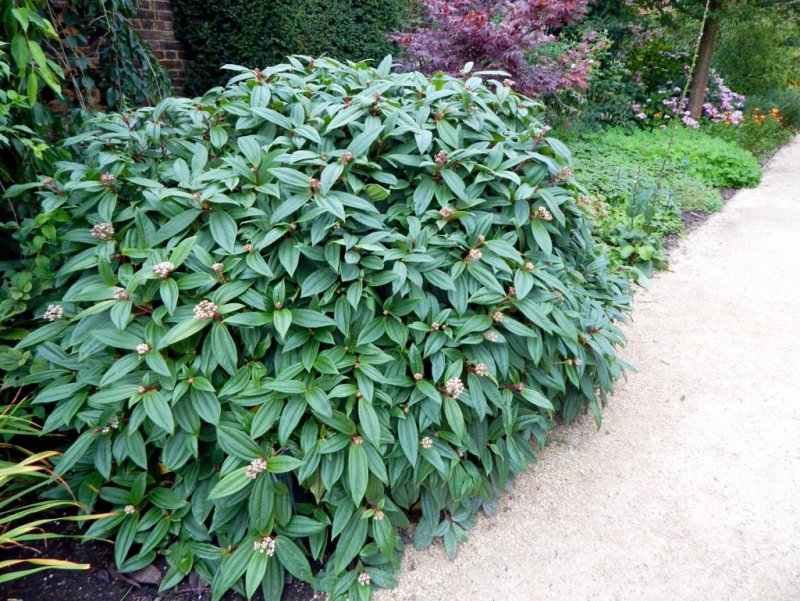 Калина Давида Viburnum davidii