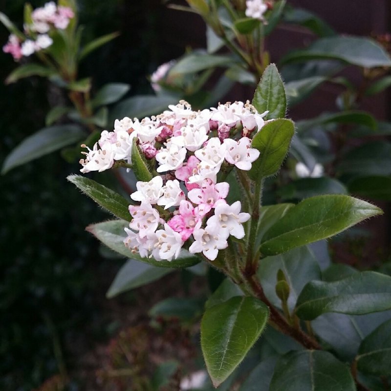 Калина лавролистная (Viburnum Tinus Eve Price