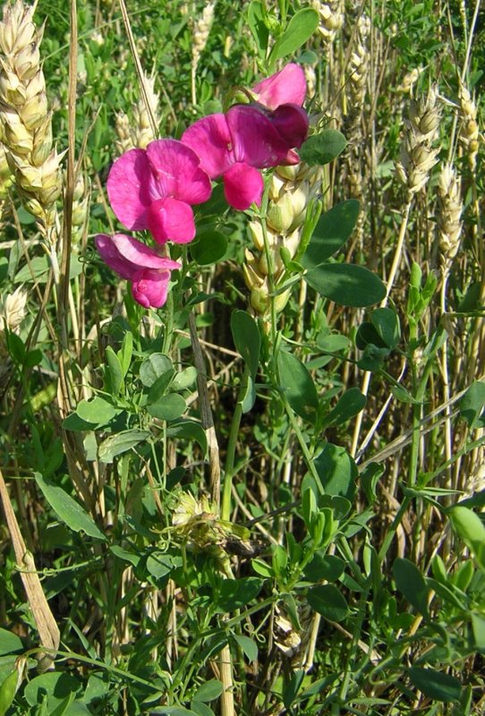 Чина клубненосная (Lathyrus tuberosus)