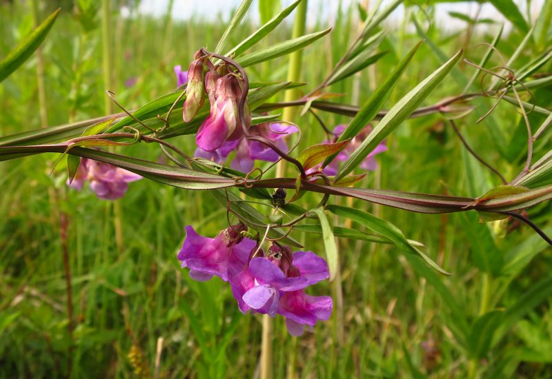 Чина Болотная Lathyrus palustris