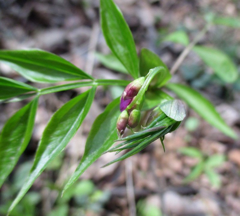 Чина Весенняя - Lathyrus vernus