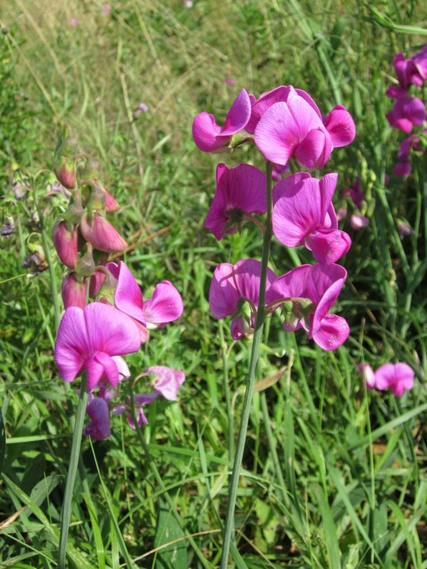 Чина Болотная Lathyrus palustris