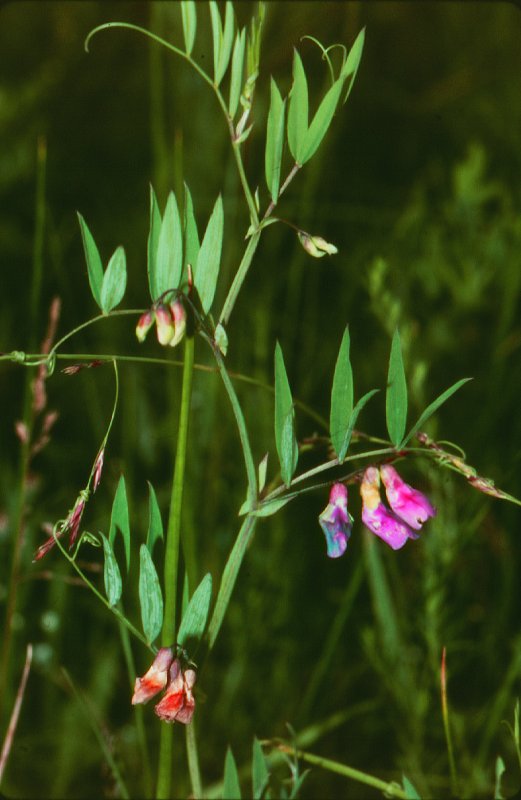 Чина Болотная Lathyrus palustris