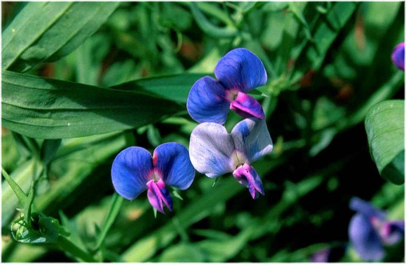 Lathyrus sativus l.