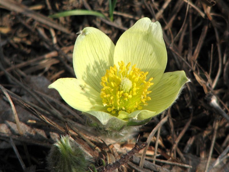 Чина (Lathyrus)