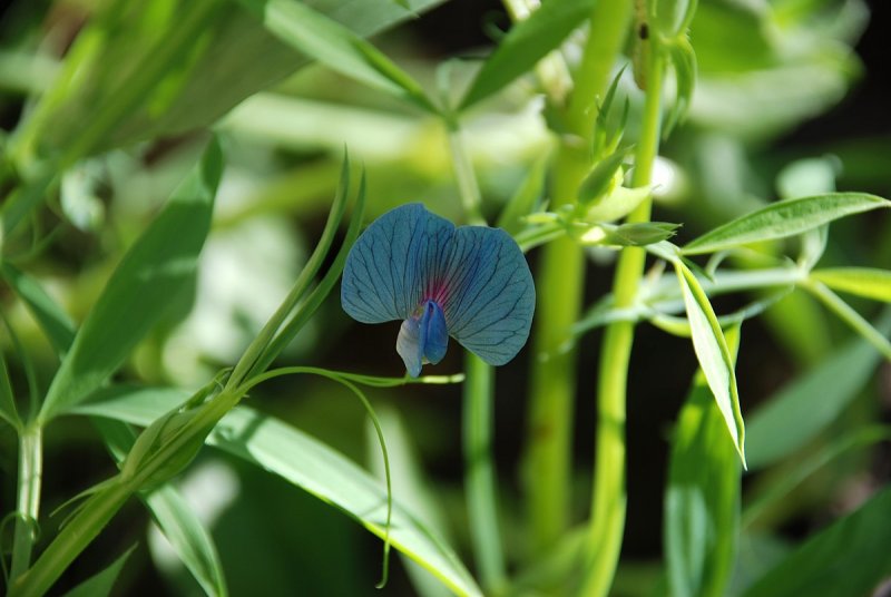 Lathyrus sativus l.