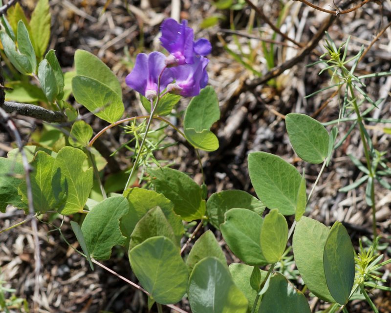 Lathyrus humilis иллюстрация