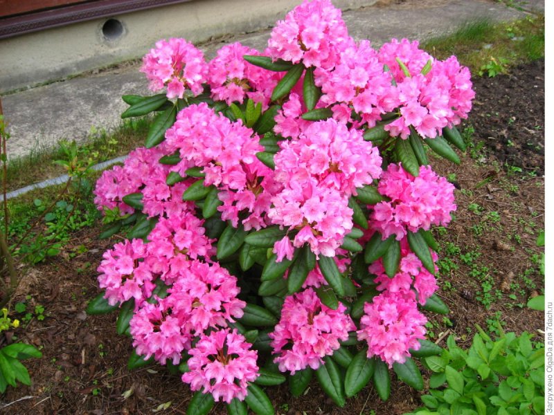 Рододендрон Гаага (Haaga)