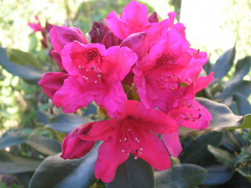 Rhododendron brachycarpum ‘Haaga’