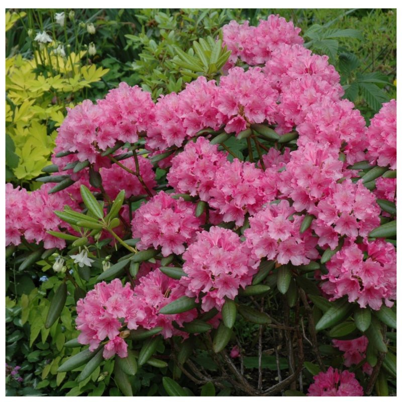Rhododendron Haaga