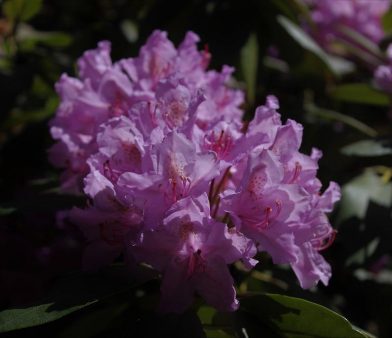 Рододендрон (Rhododendron)