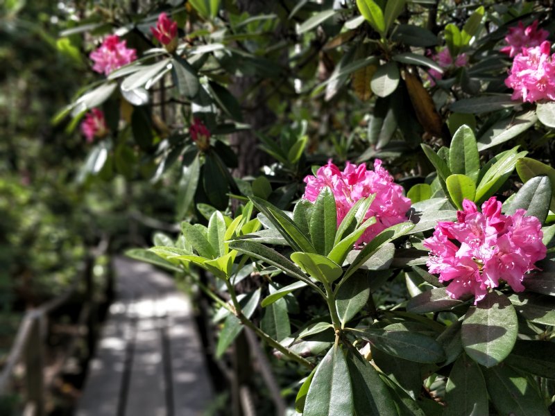 Rhododendron Haaga