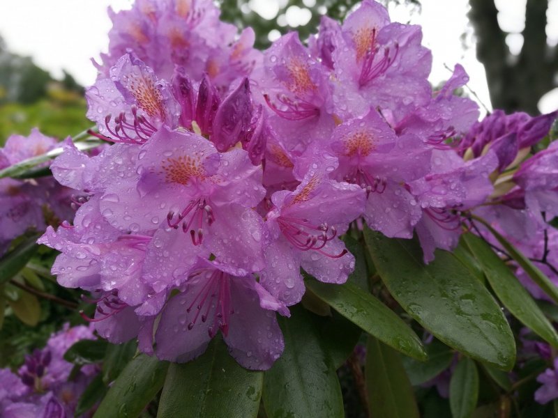 Рододендрон (Азалия) Hellikki / Хелликки