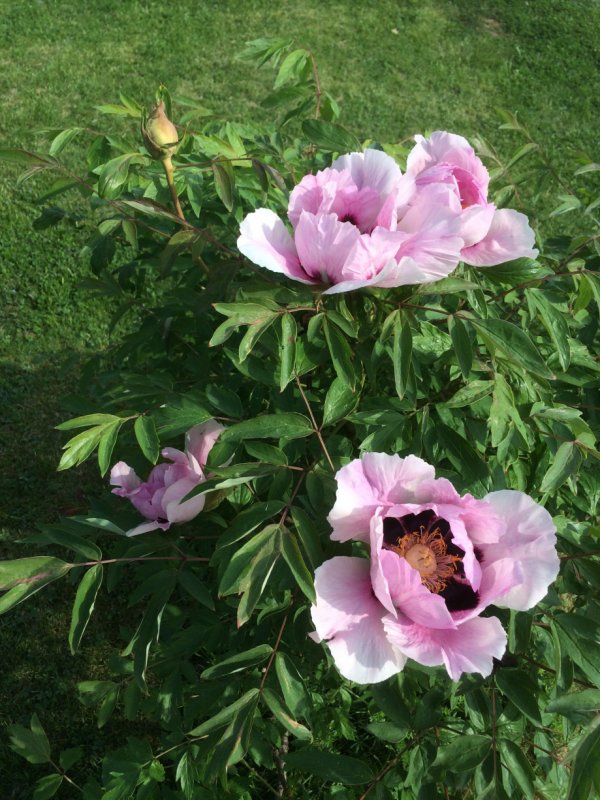Paeonia rockii