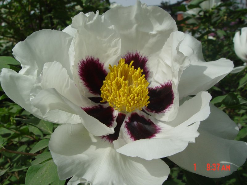 Paeonia rockii