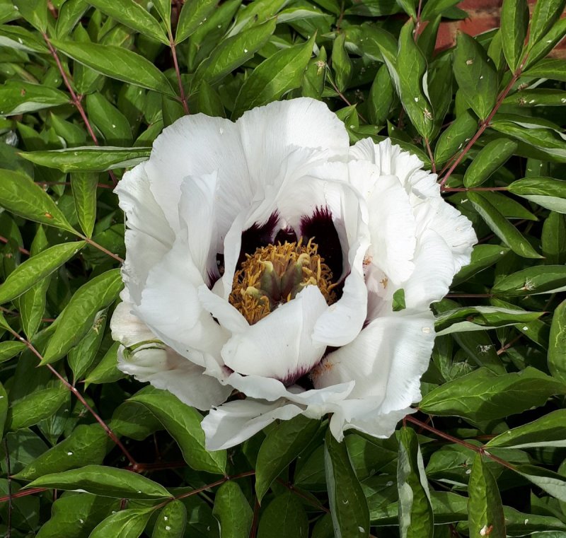 Paeonia rockii